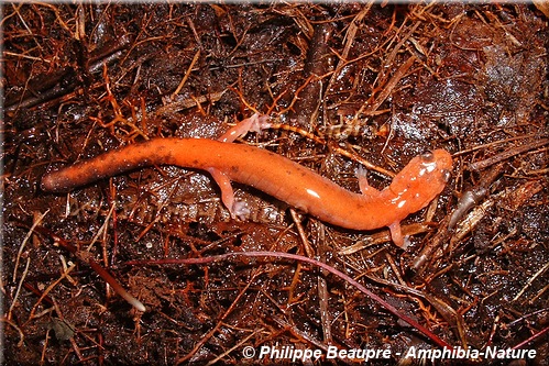 Eastern Red-backed Salamander - coloration 5