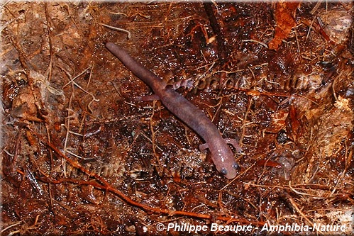 salamandre cendrée - coloration 6