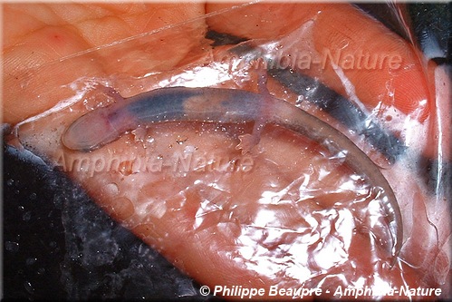 salamandre cendrée - coloration 7