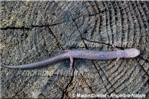 Eastern Red-backed Salamander - coloration 8