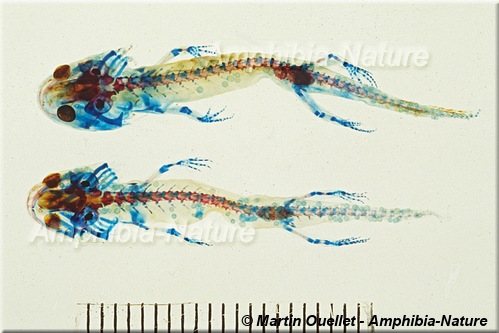 salamandre maculée - ichthyophonose