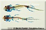 salamandre maculée - ichthyophonose