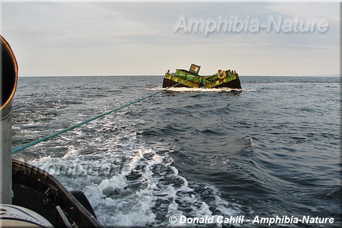 Surveillance des mammifères marins