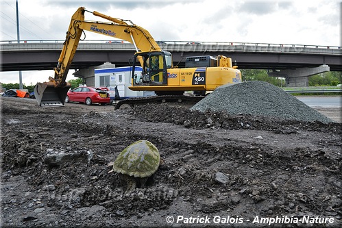 tortue serpentine en bordure d'une route