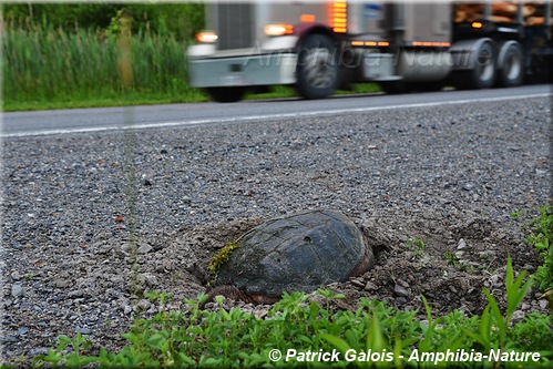 tortue serpentine dans un chantier de construction