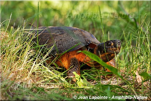 tortue mouchetée