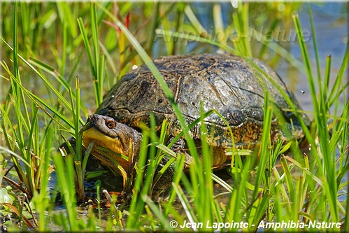 tortue des bois