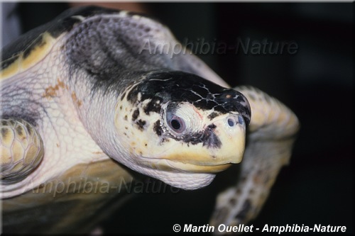tortue de Kemp