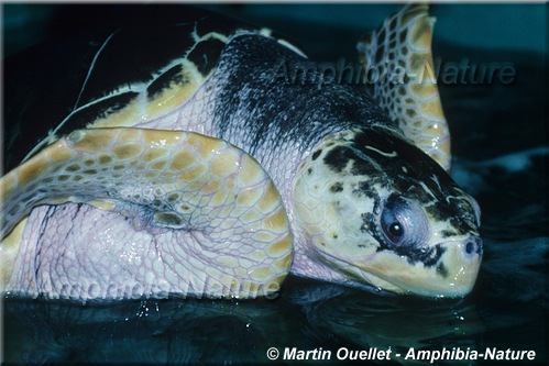 tortue de Kemp
