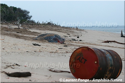 tortue luth - baril sur la plage