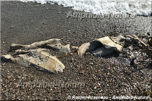 fragments d'une tortue luth