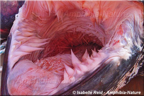 intérieur de la bouche d'une tortue luth