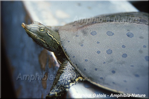 tortue molle à épines de l'Est