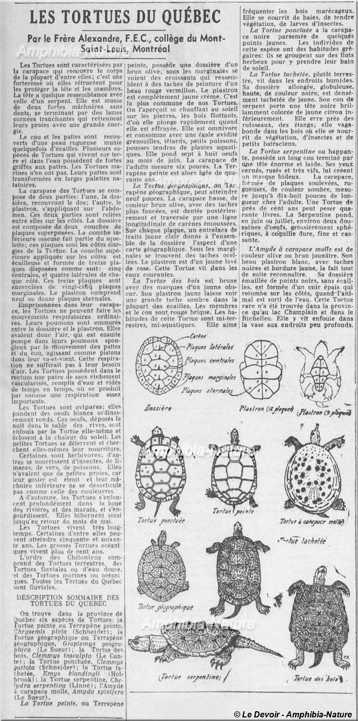 Les tortues du Québec - article de 1937