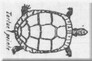 Les tortues du Québec - article de 1937