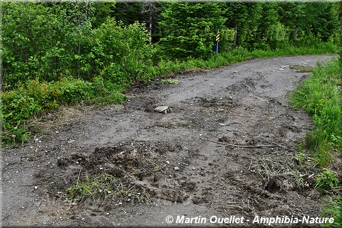 tortue serpentine pondant dans un chemin forestier