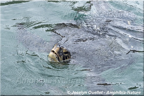 tortue verte