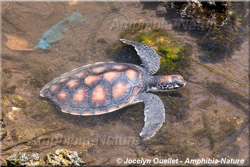 tortue verte