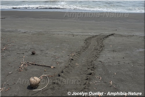 trace de tortue verte