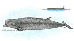baleine-à-bec commune