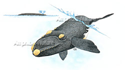 baleine noire de l'Atlantique Nord