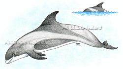 dauphin à nez blanc