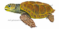 dessin tortue caouanne