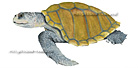 dessin tortue de Kemp