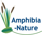 logo Amphibia-Nature