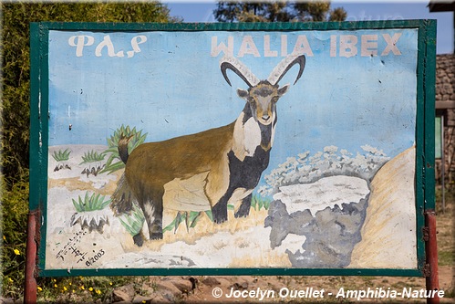 panneau 11 - walia ibex