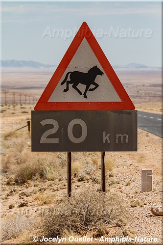 panneau 13 - Namibie