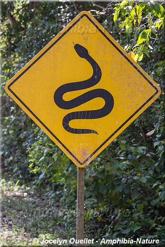 panneau 39 - serpent