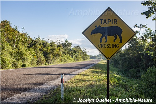 panneau 44 - tapir