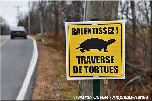 panneau 58 - traverse de tortues