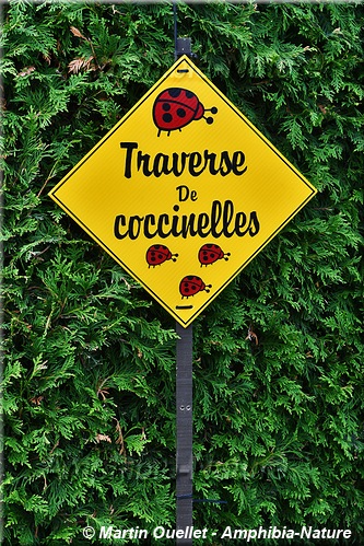 passage de coccinelles