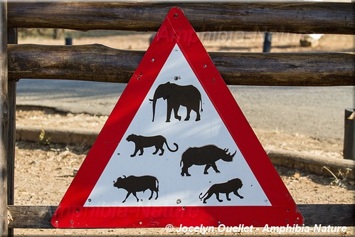 panneau 65 - rhinocéros, lion, léopard, éléphant, buffle