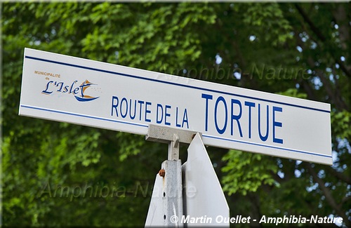 panneau 4 - Route de la Tortue