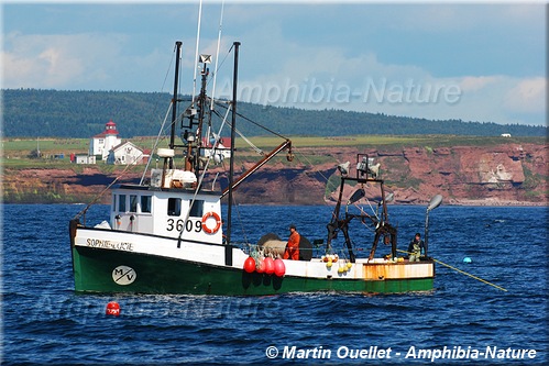 Cap d'Espoir - Percé